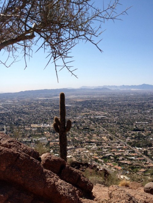 Phoenix view (image)