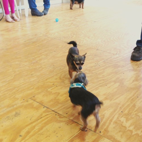 Chick makes friends (image)