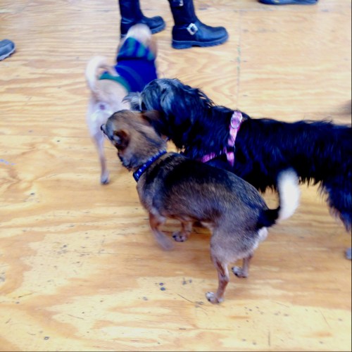 Chick in a group (image)