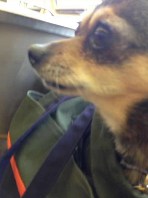 Chick on the CTA (image)