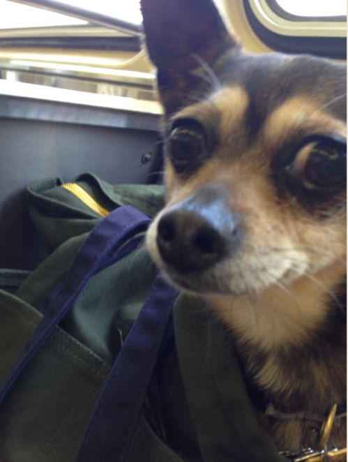 chick-rides-the-cta-2