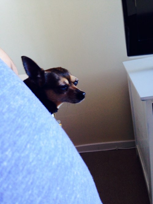 Chick at the desk (image)