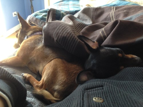 Millie and Chick (image)