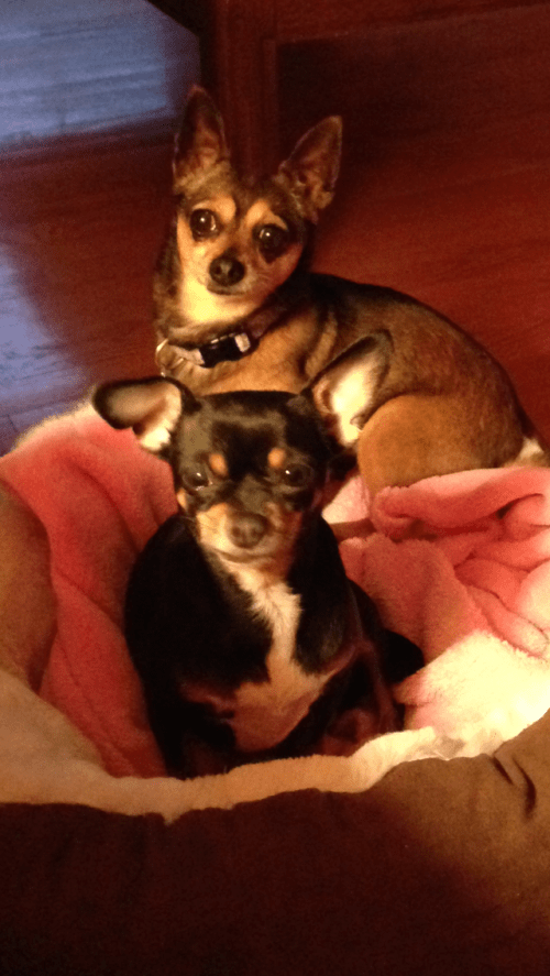 Millie and Chick (image)